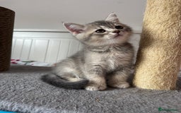 British Shorthair cats for sale: 5 Adorable British Shorthair Kittens - Image 13