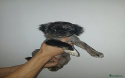 Pug dogs for sale: Pug puppies fluffy ready to leave  in Hemel Hempstead - Image 4