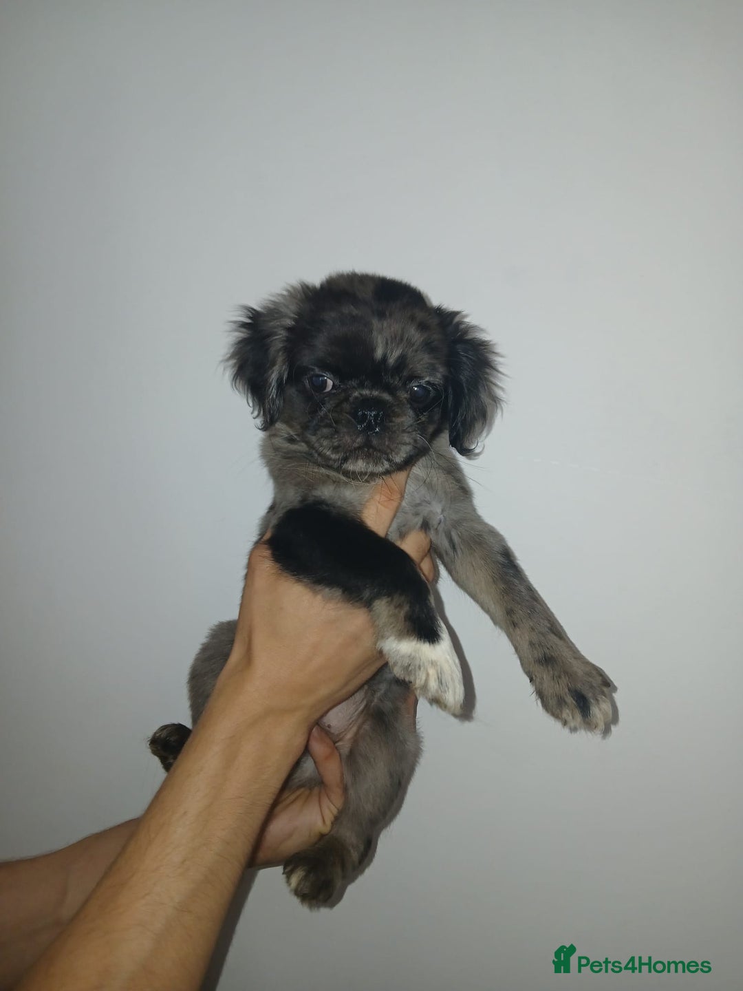 Pug dogs for sale: Pug puppies fluffy ready to leave  in Hemel Hempstead - Image 4