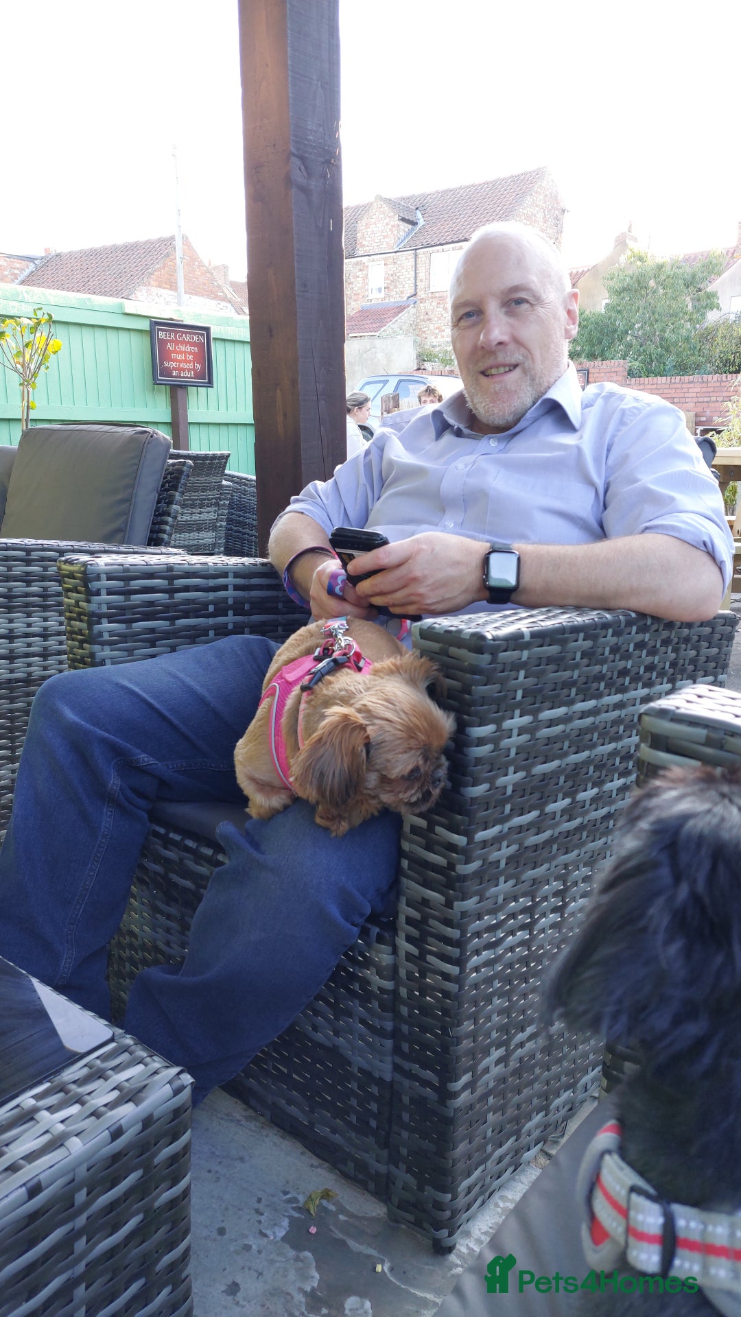 Shih Tzu dogs for sale: Sweet natured miniature female Shitzu  - Advert 2