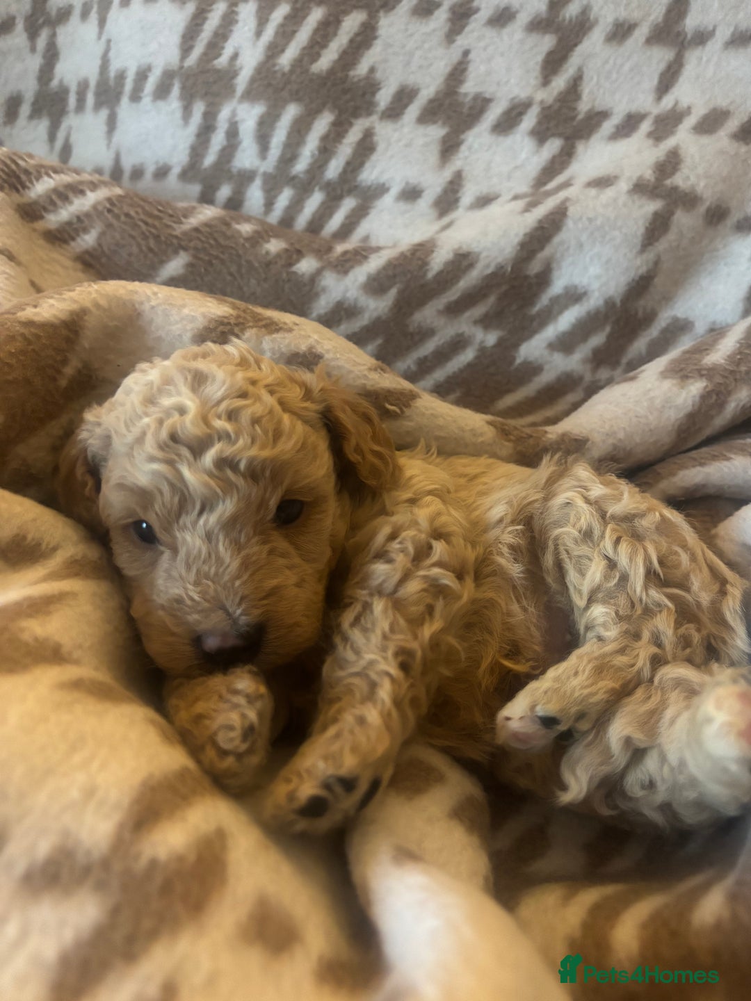 Cavapoochon dogs for sale: Teddy bear Cavapoochons health tested lineage - Advert 13