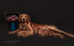 Mini Goldendoodle dogs for sale: F1 pups by POLICE Dog Trainer / Council Licensed  - Image 11