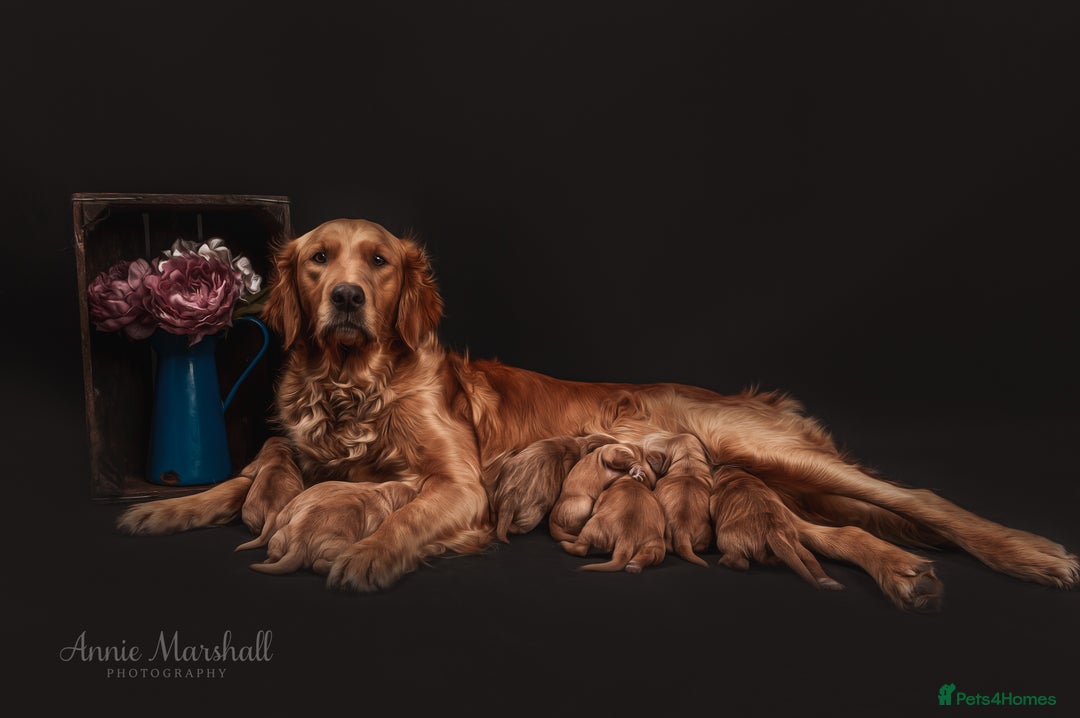 Mini Goldendoodle dogs for sale: F1 pups by POLICE Dog Trainer / Council Licensed  - Image 11