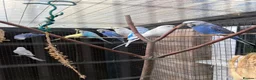 Budgerigars birds for sale: Male budgies in Bury Saint Edmunds - Advert 4