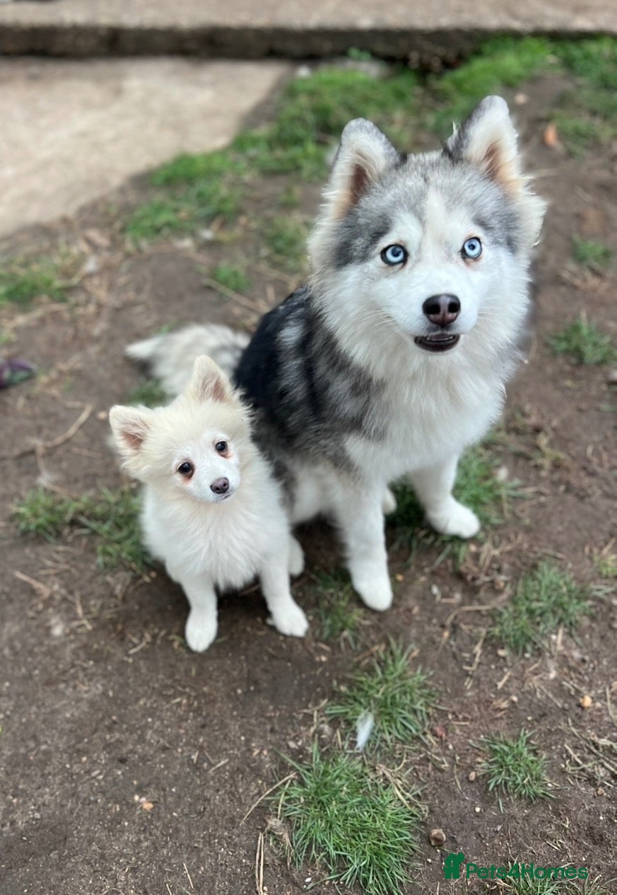 Pomsky dogs Pomsky Puppy  - Advert 5