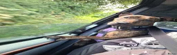 Mixed Breed dogs for sale: Staffordshire Bull Terrier x Belgian Malinois in Stoke-on-Trent - Advert 8