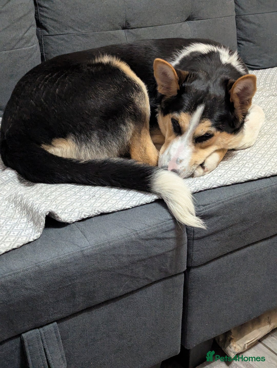 Mixed Breed dogs for adoption: ESSIE  - Advert 5