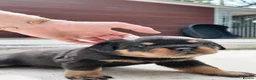 Rottweiler dogs for sale: Rottweiler pups in Bilston - Advert 2