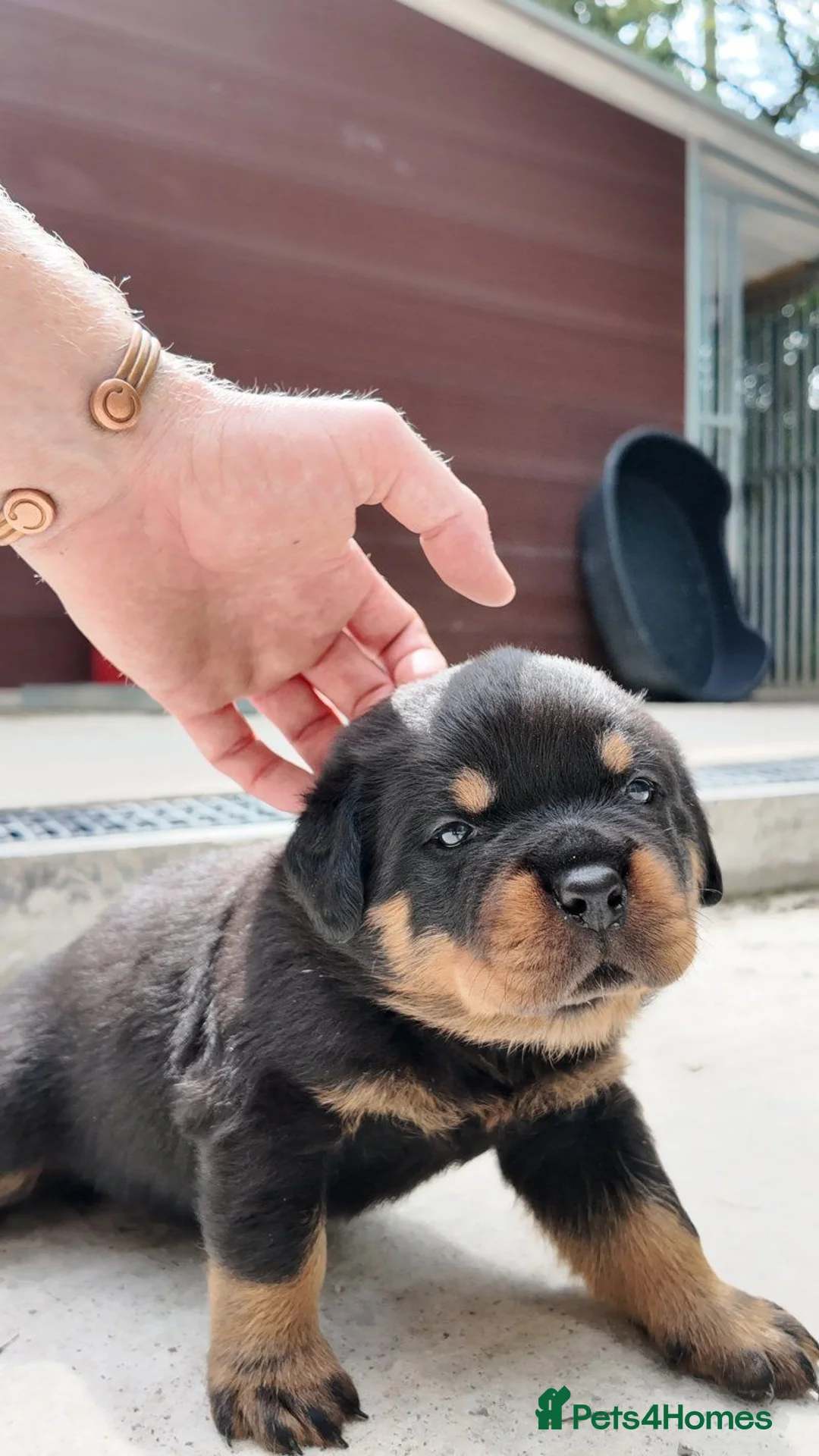 Rottweiler dogs for sale: Rottweiler pups in Bilston - Advert 2