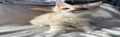 Maine Coon 1