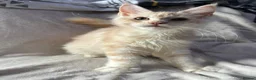 Maine Coon cats for sale: maine coon  - Advert 6