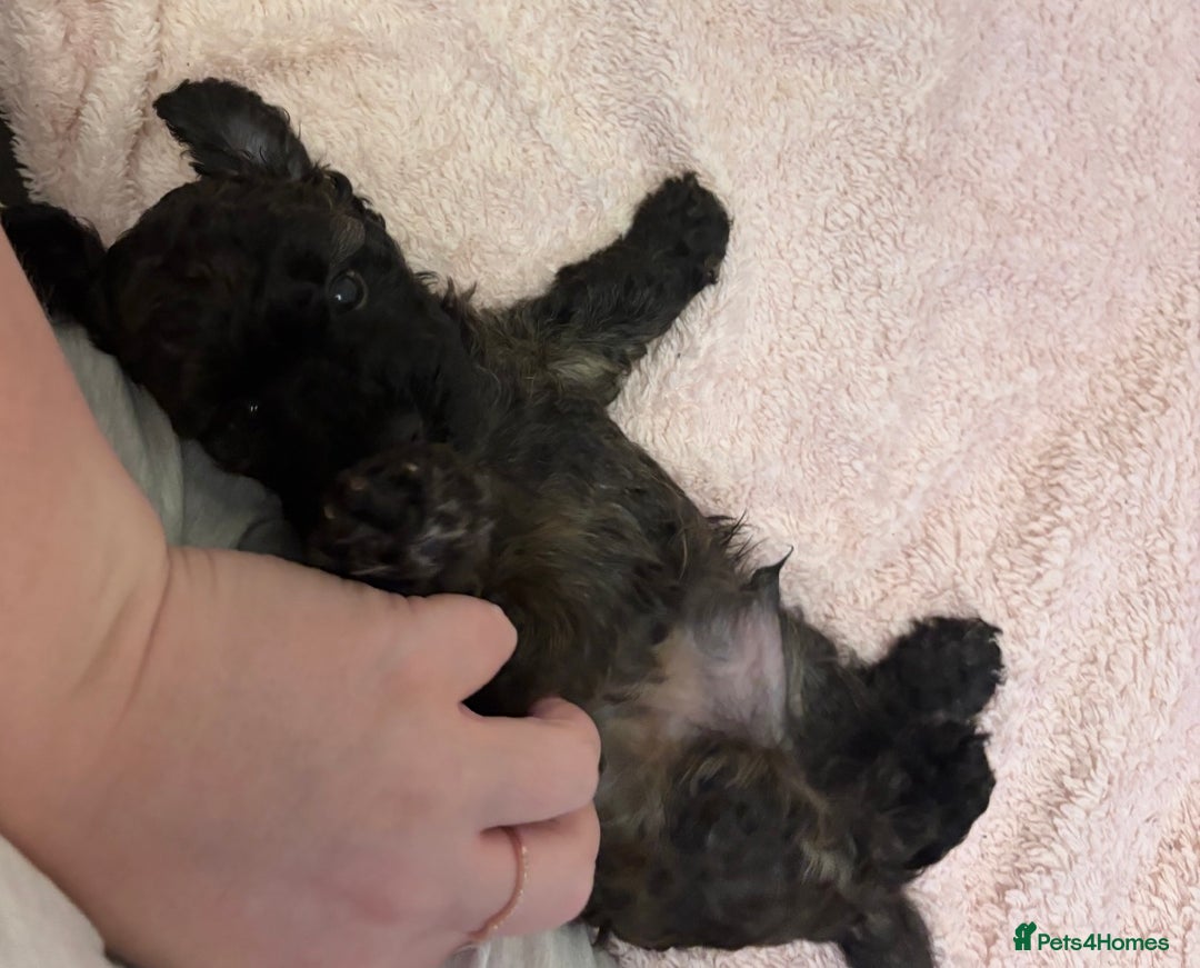Yorkiepoo dogs for sale: Beautiful yorkipoo puppies - Image 30