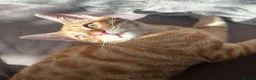Domestic Shorthair cats for sale: SIMBA SADLY NEEDS A NEW LOVING HOME! in London - Advert 4