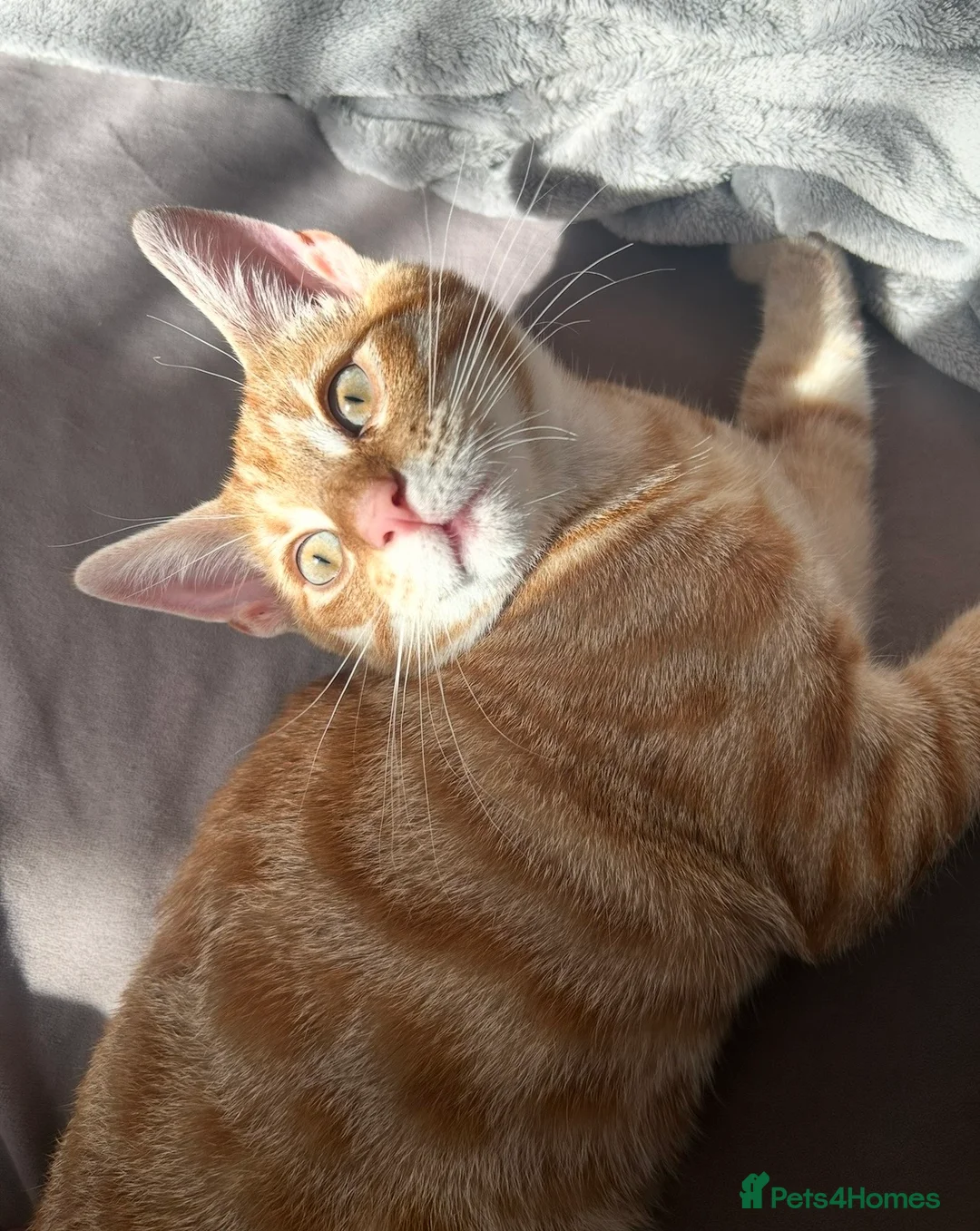 Domestic Shorthair cats for sale: SIMBA SADLY NEEDS A NEW LOVING HOME! in London - Advert 4