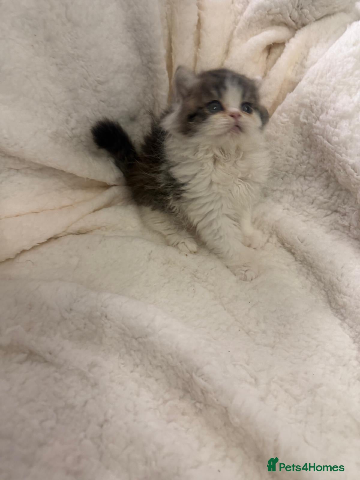 Persian cats Persian beauties ready now - Advert 2