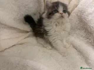 Persian cats Persian beauties ready now - Advert 2