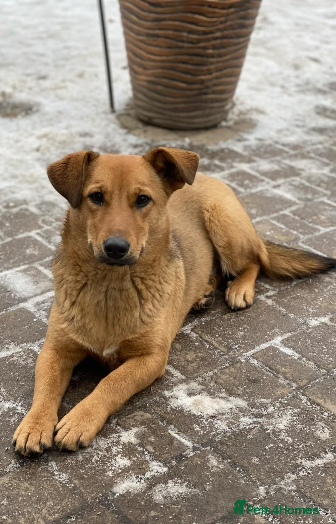 Mixed Breed dogs for adoption: 💖🐶 RAHDA 🐶💖 - Image 10