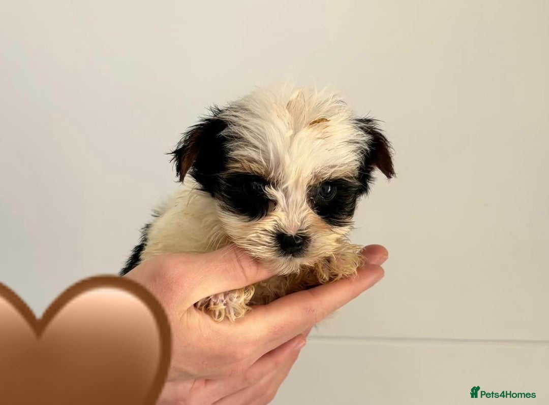 Yorkshire Terrier dogs for sale: Coloured Yorkshire Terrier Puppies  - Image 2