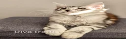 Maine Coon cats for sale: GCCF Registered Maine Coon Kittens Peterborough - Advert 6