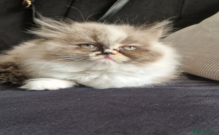 Persian cats - Advert 15