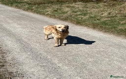 Golden Retriever dogs for stud: Gorgeous Golden Retriever Stud  - Image 3