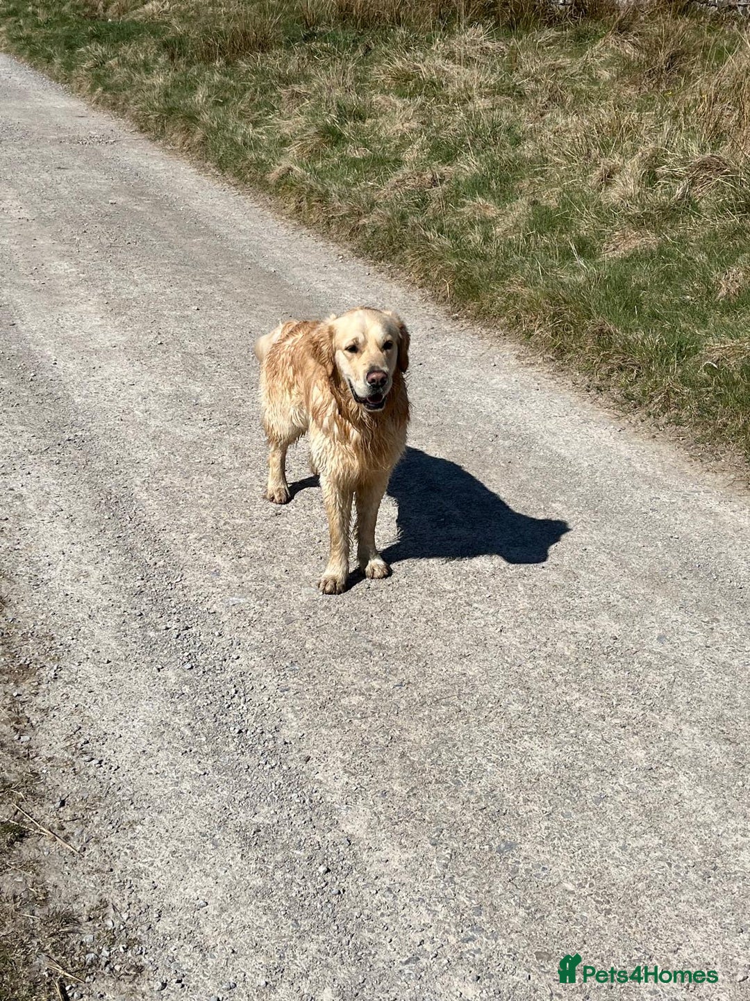 Golden Retriever dogs for stud: Gorgeous Golden Retriever Stud  - Image 3
