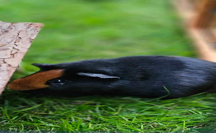 Guinea Pig rodents - Advert 12