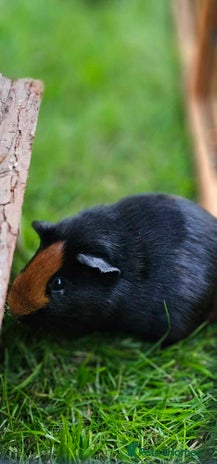 Guinea Pig rodents - Advert 6