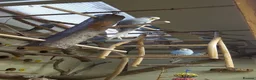 Budgerigars birds for sale: !!! YOUNG BUDGIES READY FOR REHOMING!!! - Advert 3