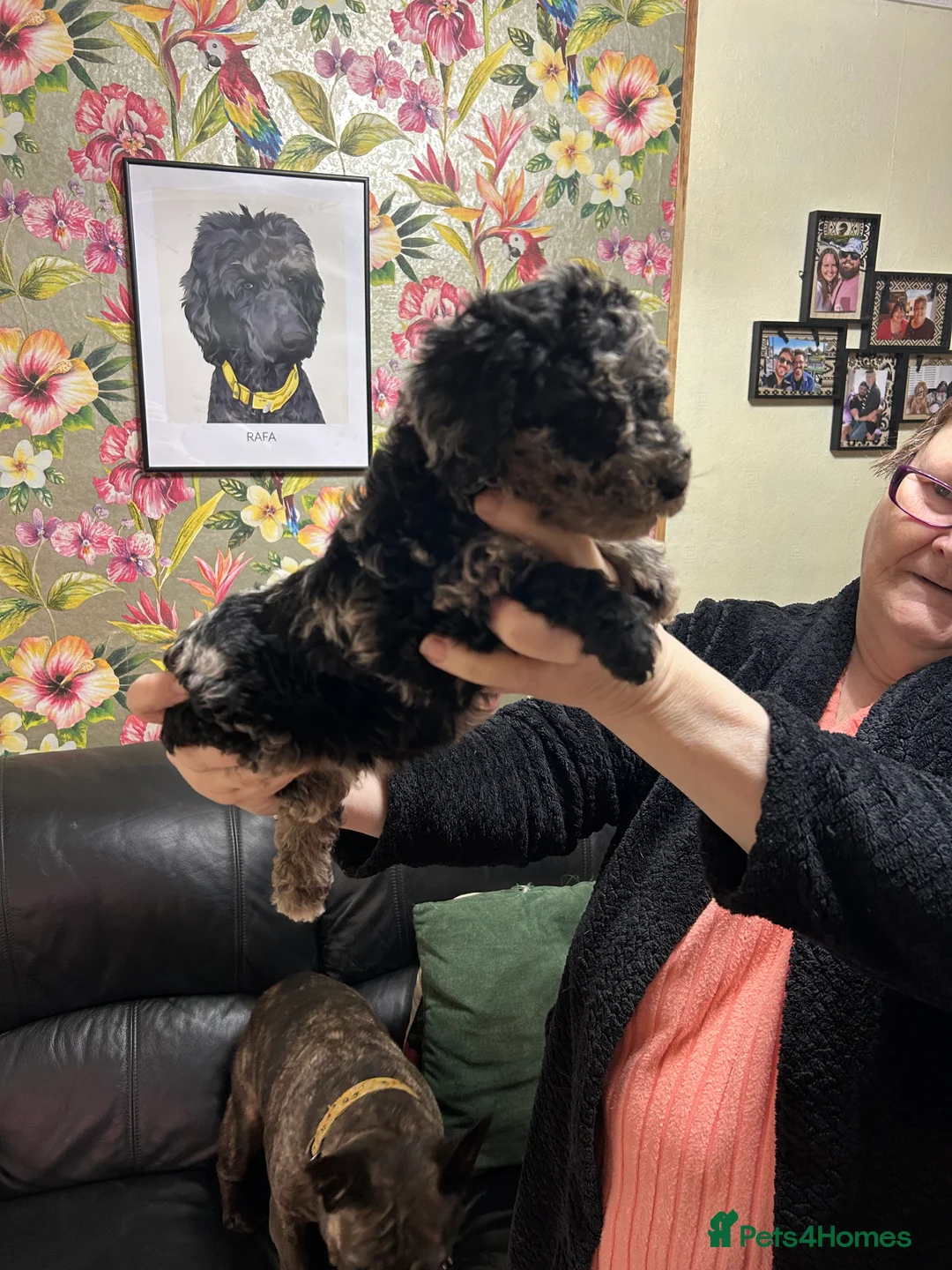 Poodle dogs for sale: Poodle (Moyen) - Advert 4