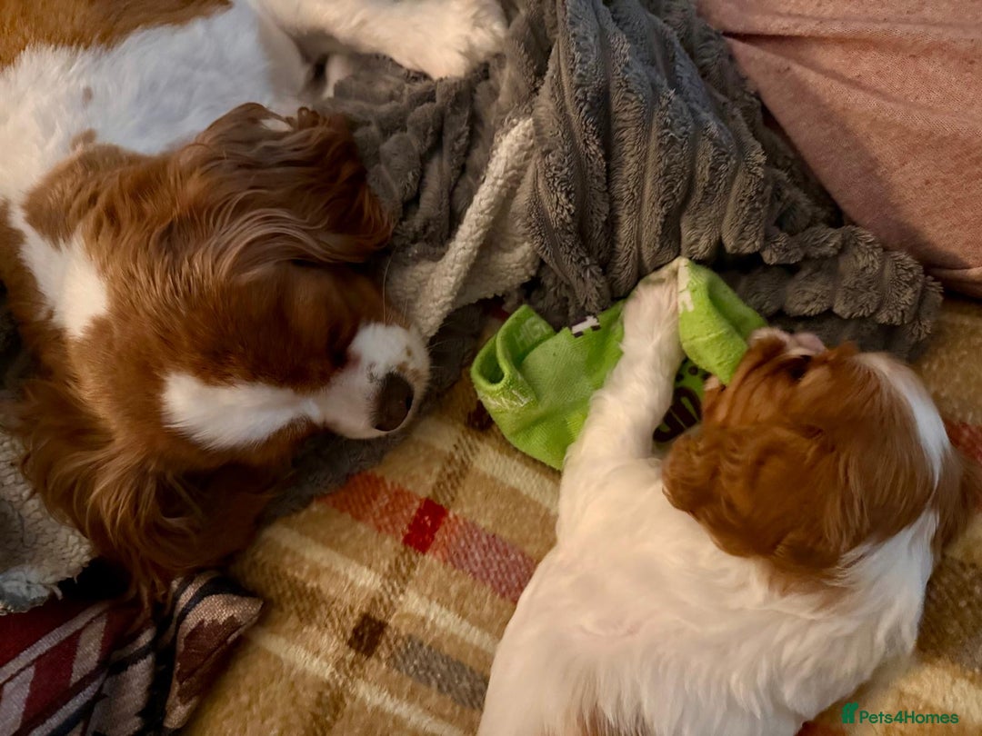 Cavalier King Charles Spaniel dogs for sale: King Charles Cavalier Blenheim boy available 🐶🥰 - Advert 6