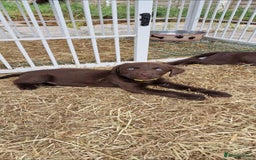 Labrador Retriever dogs for sale: KC REGISTERED CHOCOLATE LABRADOR  - Image 2