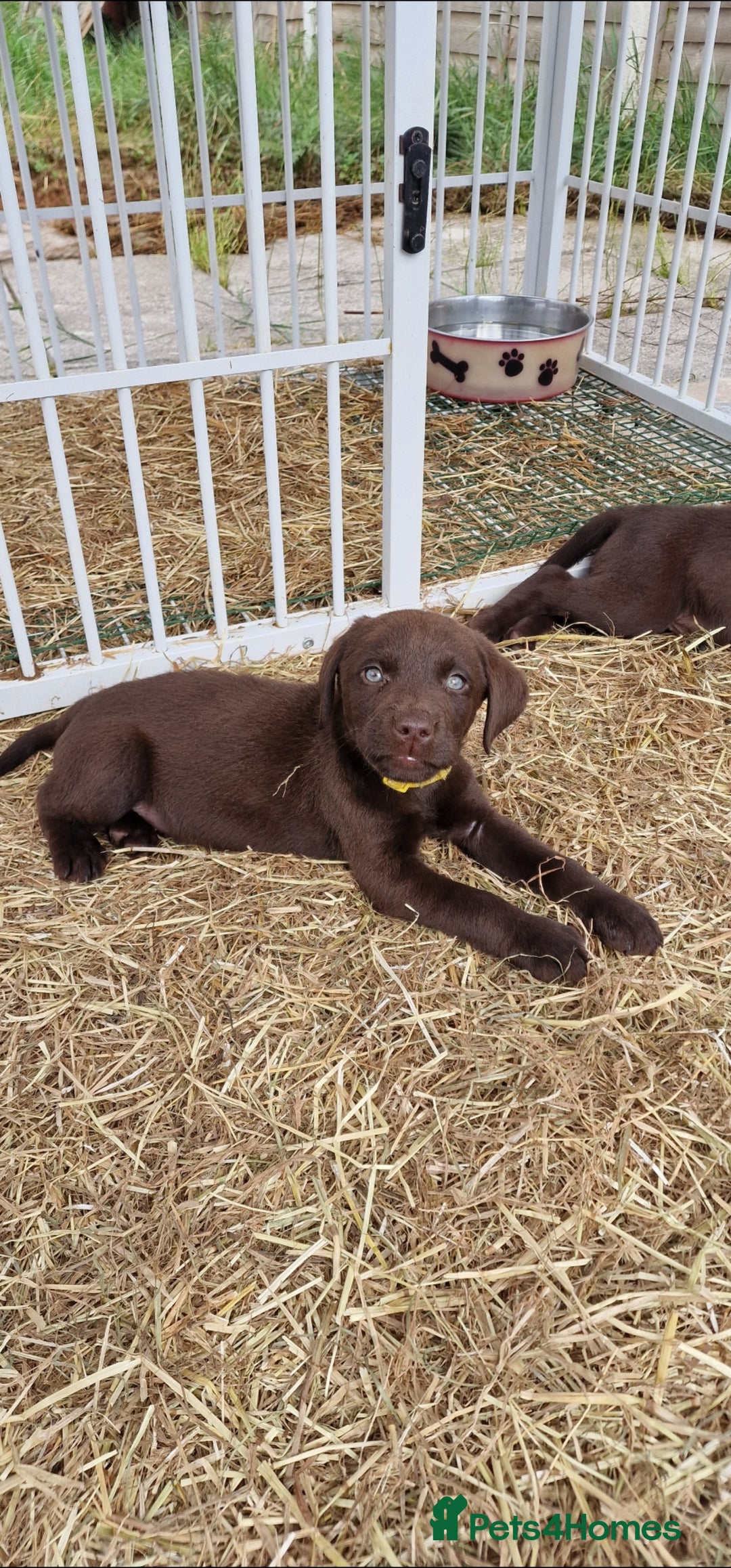Labrador Retriever dogs for sale: KC REGISTERED CHOCOLATE LABRADOR  - Image 2