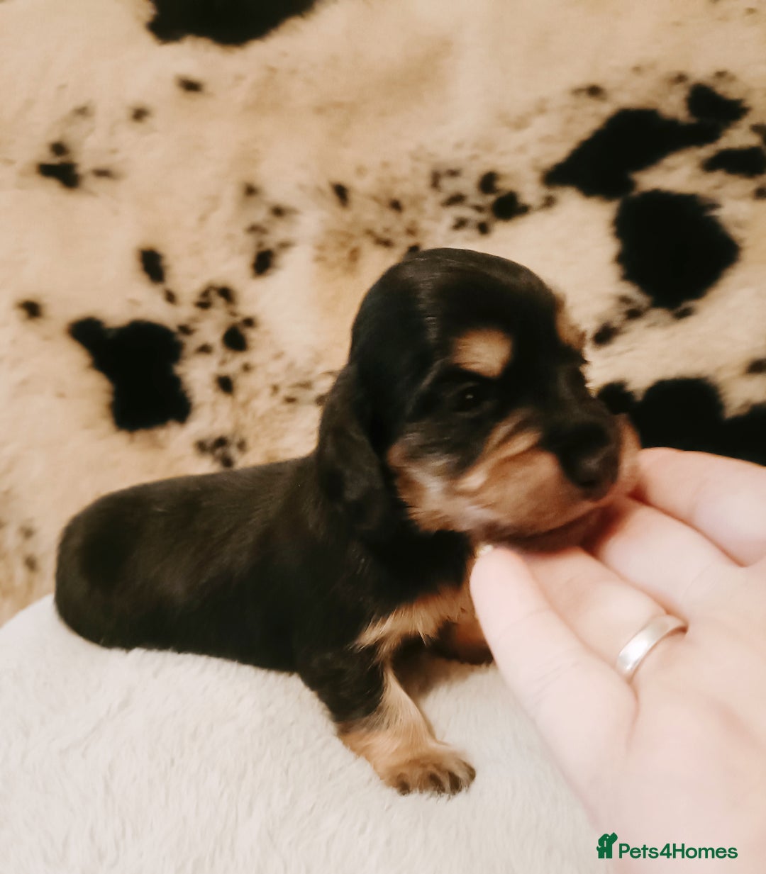 Miniature Dachshund dogs for sale: Remarkable mini Longcoat dachshund ETHICAL BREEDER - Advert 8