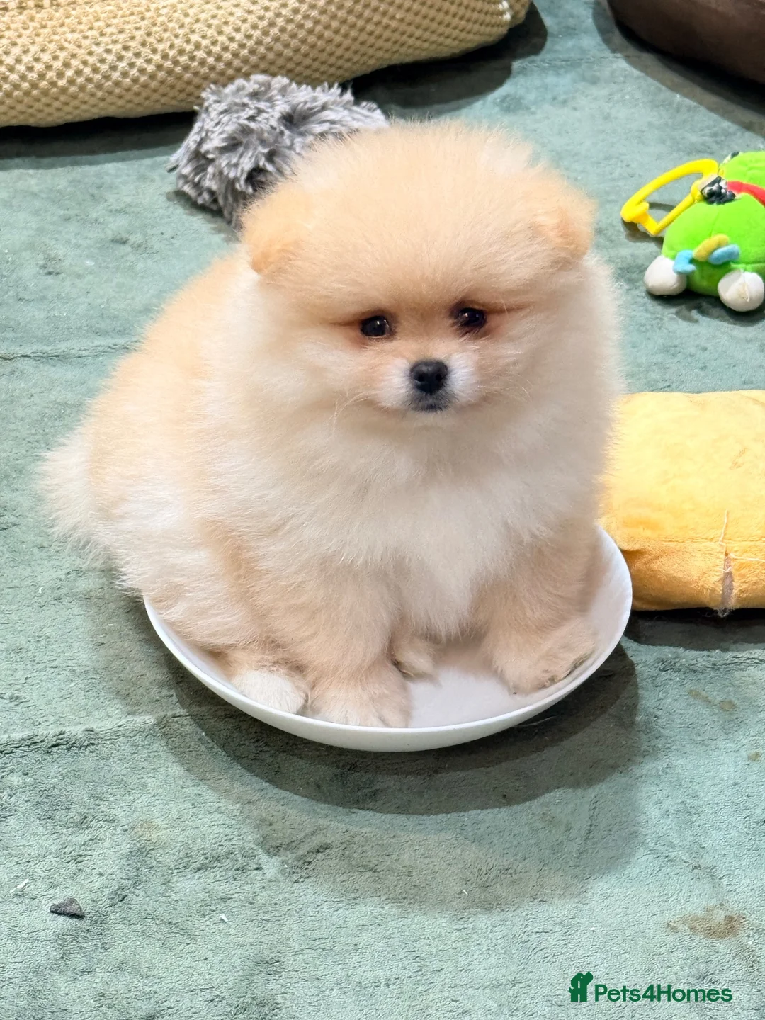 Pomeranian dogs for sale: Lovely Real Pomeranian Teddy Bear Puppies  - Advert 29