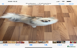 Pomeranian dogs for sale: 2 stunning boy Pomeranian pups ready in 1 week  - Image 13