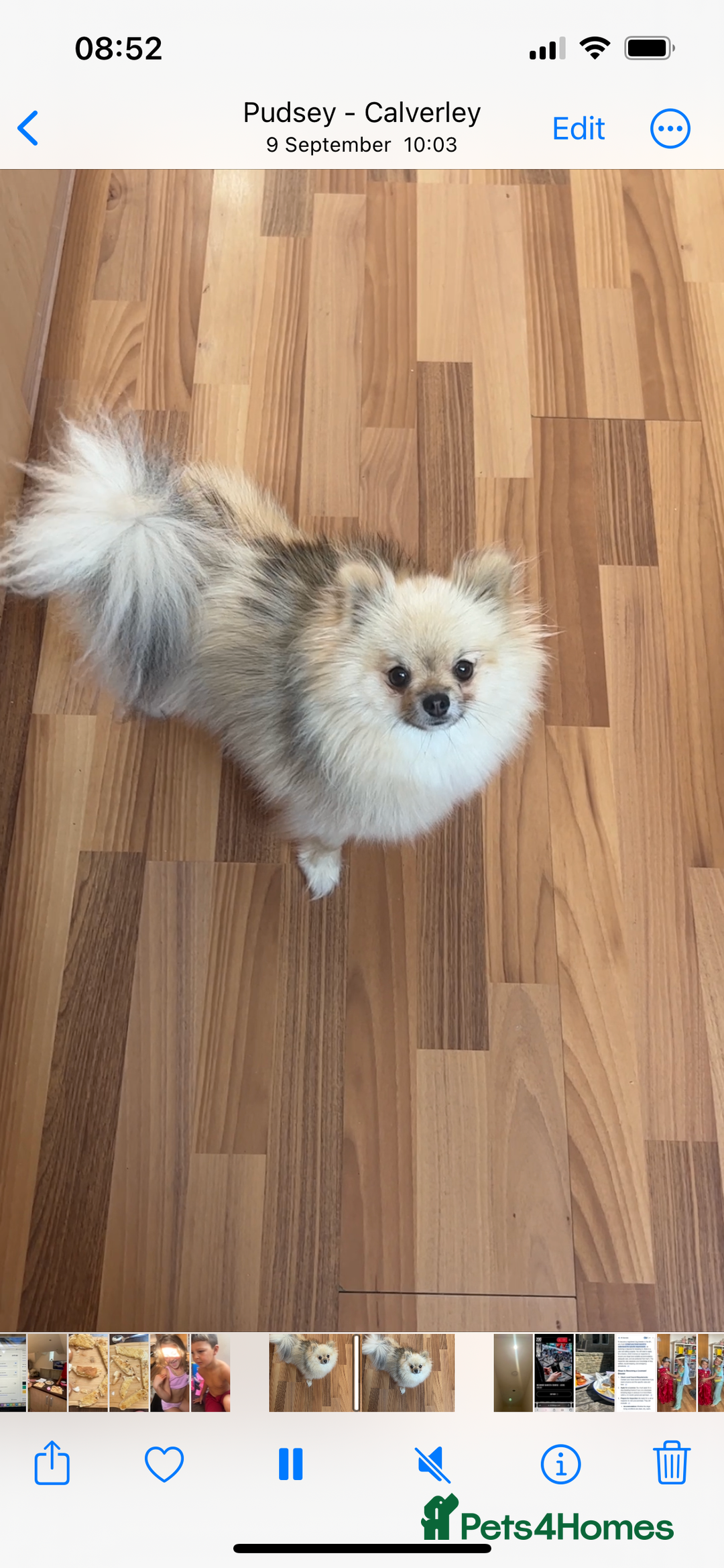 Pomeranian dogs for sale: 2 stunning boy Pomeranian pups ready in 1 week  - Image 13