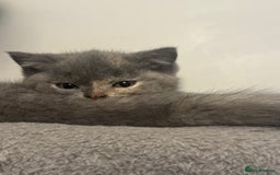 British Shorthair cats for sale: British Shorthair-Blue cream/silver tabby kittens  - Image 6