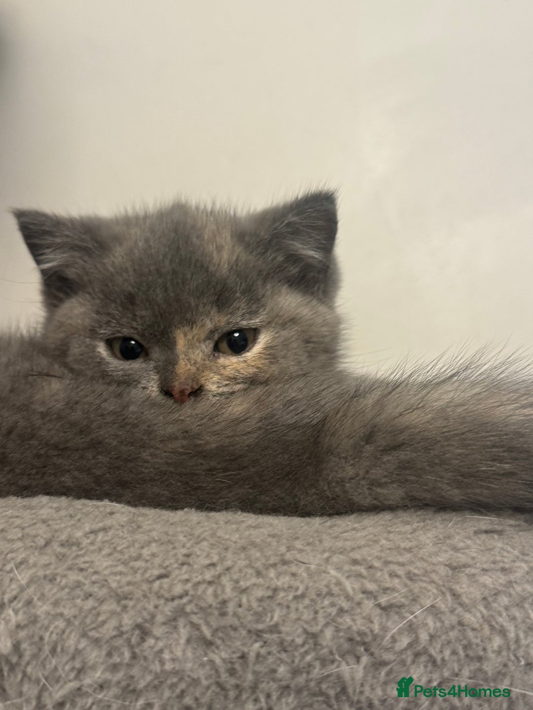 British Shorthair cats for sale: British Shorthair-Blue cream/silver tabby kittens  - Image 6