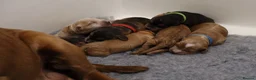 Cockapoo dogs for sale: F1 COCKAPOOS 5* LICENSED BREEDER - Advert 5