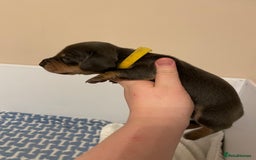 Miniature Dachshund dogs for sale: Miniature dachshund pups  - Image 8