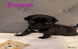 Pug dogs for sale: Pug Puppies - Image 20