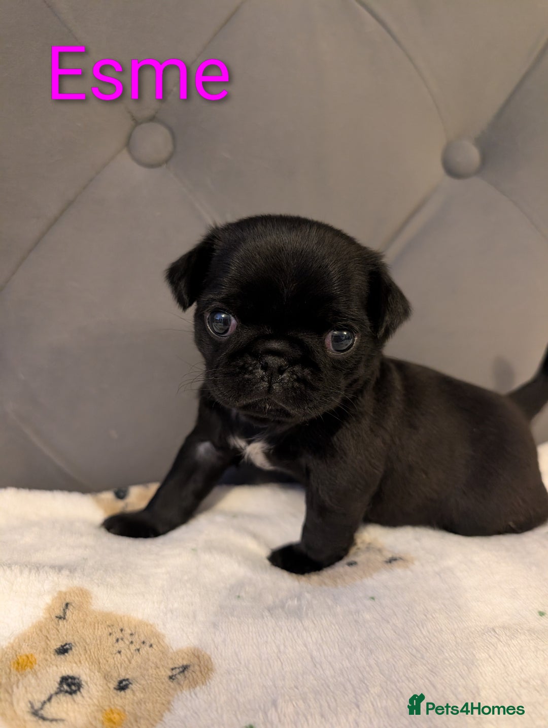 Pug dogs for sale: Pug Puppies - Image 20
