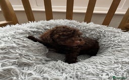 Toy Poodle dogs for sale: Toy Poodle Puppies  - Image 16