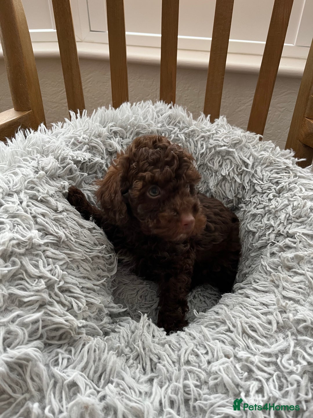 Toy Poodle dogs for sale: Toy Poodle Puppies  - Image 16