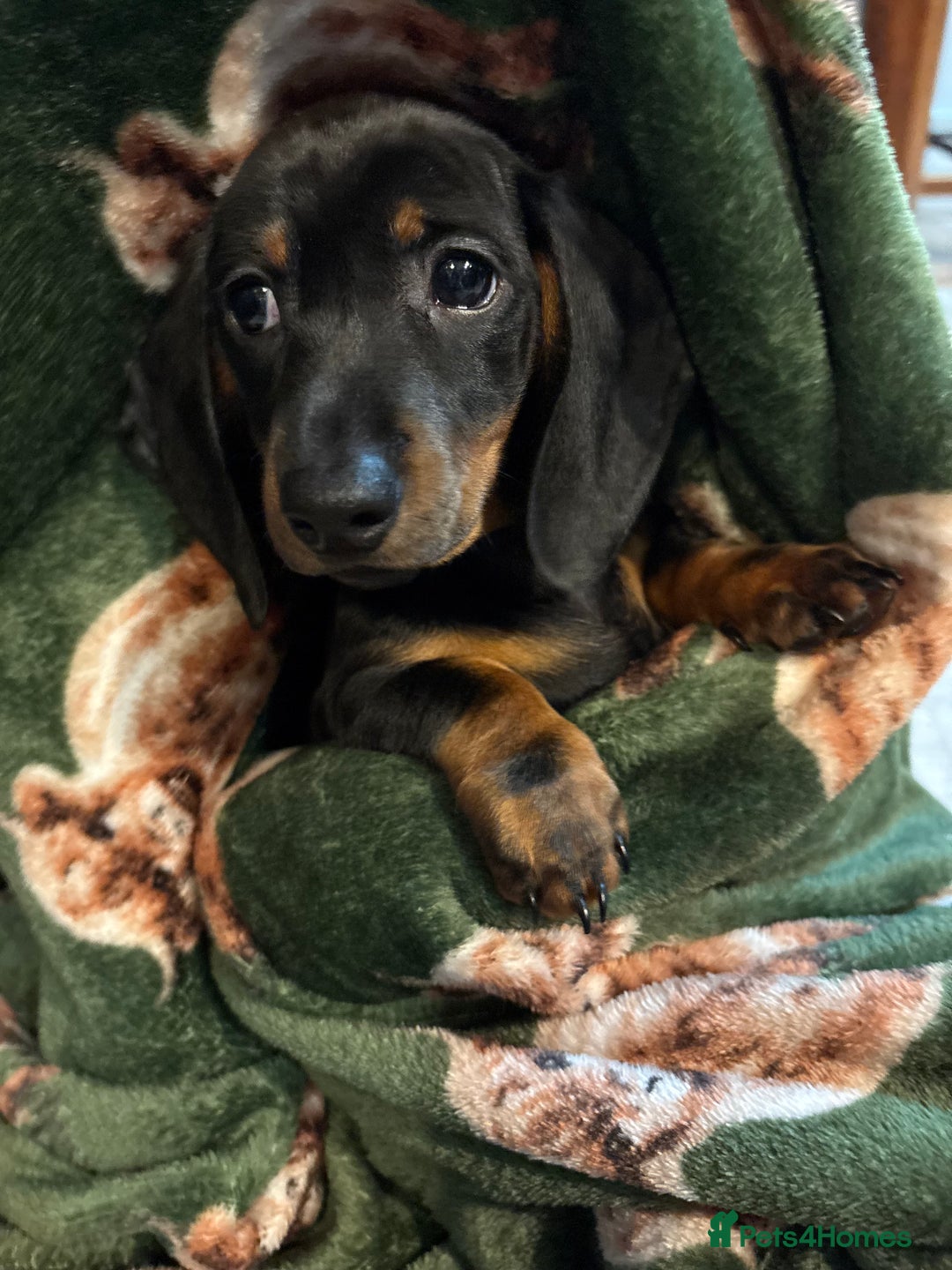 Dachshund dogs for sale: 5 stunning Dachshund puppies - Image 19