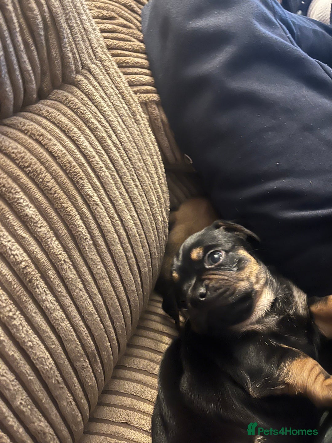 Mixed Breed dogs for sale: Pug x dachshund puppies for sale  - Advert 3