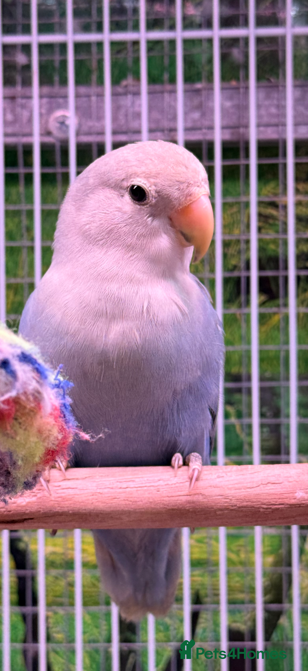 Lovebirds birds for sale: Hand reared Lovebirds  - Advert 3