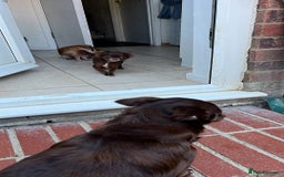 Chihuahua dogs for sale: Rare chocolate chihuahua puppies - Image 15