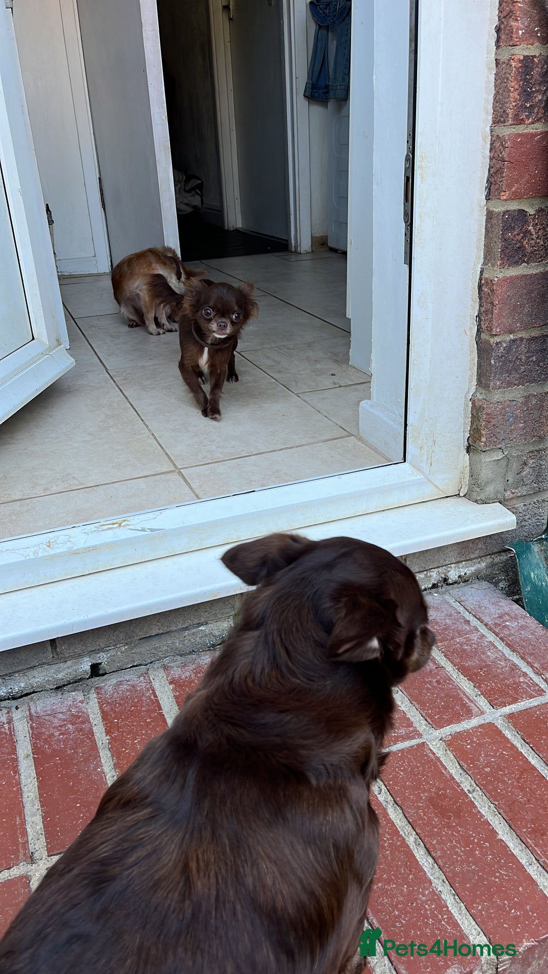 Chihuahua dogs for sale: Rare chocolate chihuahua puppies - Image 15